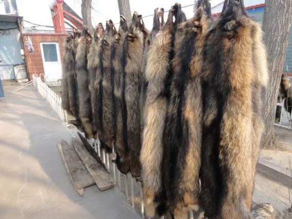 2025貉皮价格是涨是跌？-图1