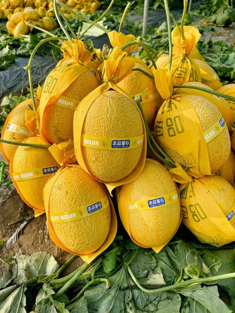 新疆哈密瓜到底有多少品种？-图2