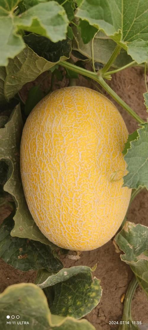 新疆哈密瓜到底有多少品种？-图3