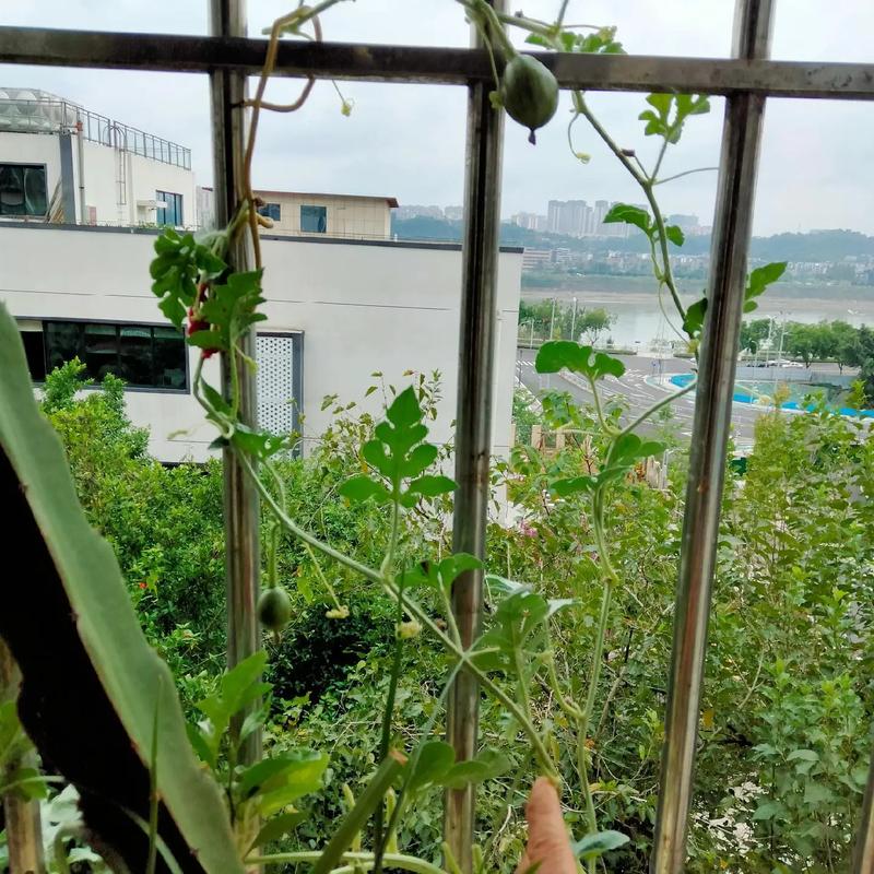 阳台盆栽西瓜怎么种才结果?-图2 阳台盆栽西瓜怎么种才结果?-图2