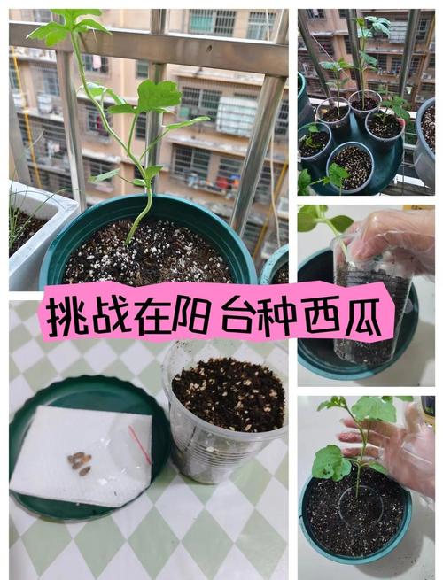 阳台盆栽西瓜怎么种才结果?-图3 阳台盆栽西瓜怎么种才结果?-图3