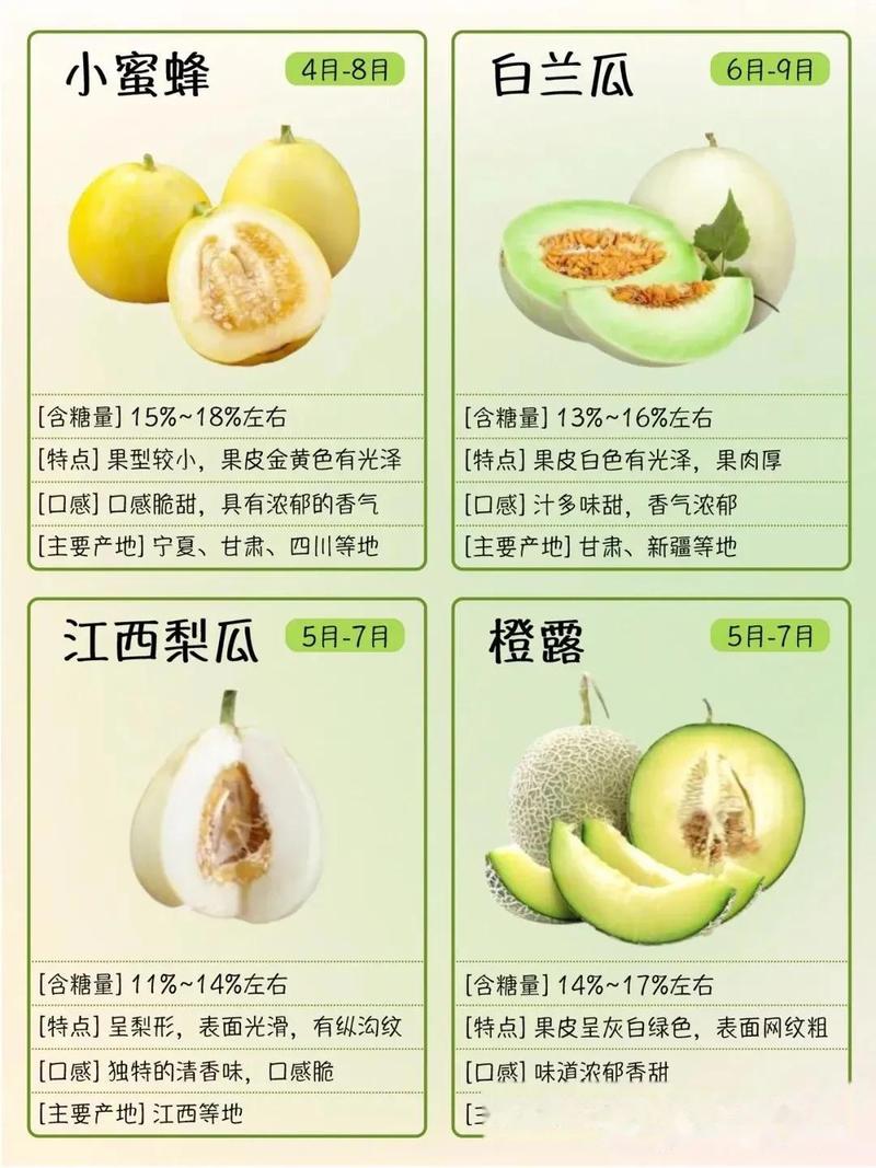 现代香瓜品种，到底哪家最好？-图2