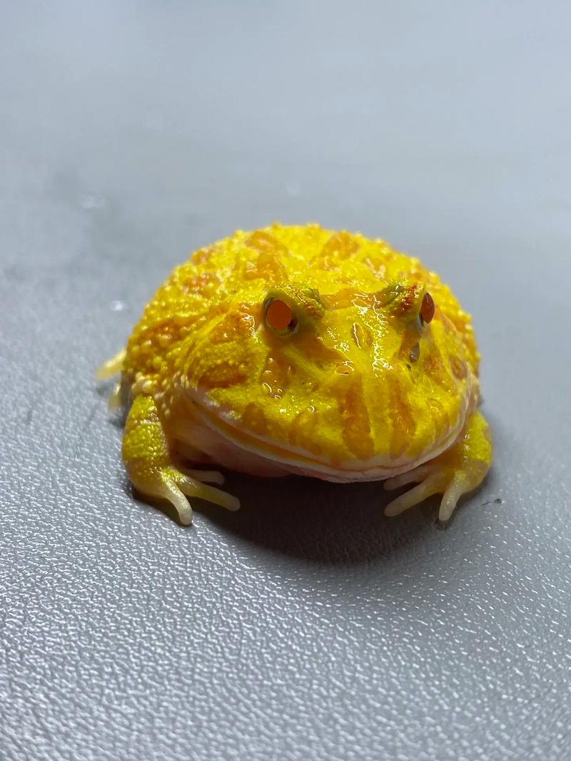 青蛙2025价格走势如何？-图2