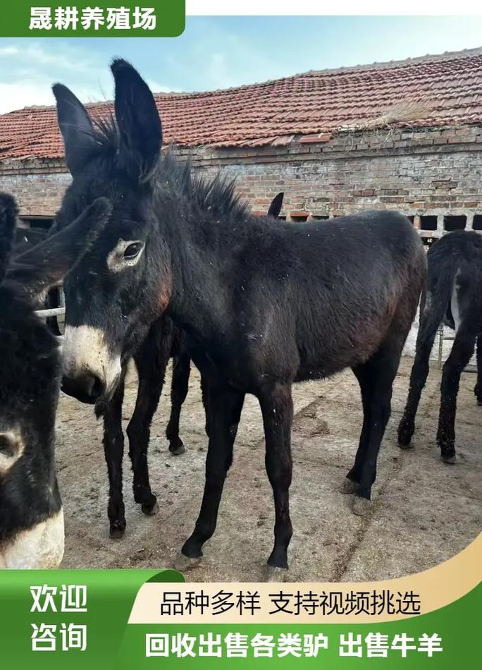 2025山东驴苗价格会涨还是跌？-图2