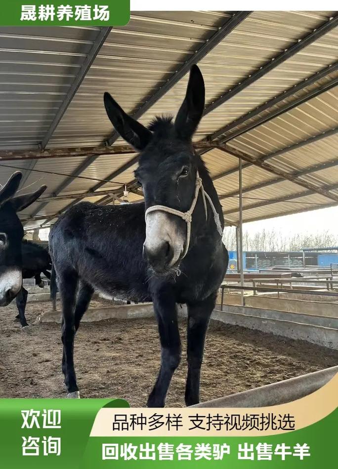 2025山东驴苗价格会涨还是跌？-图3