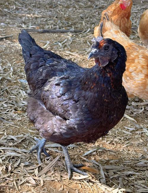 黑 鸡 什么品种图片-图2