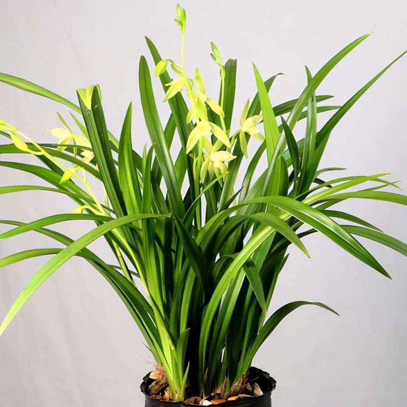 室内兰花品种怎么选？-图1