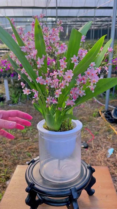 室内兰花品种怎么选？-图2