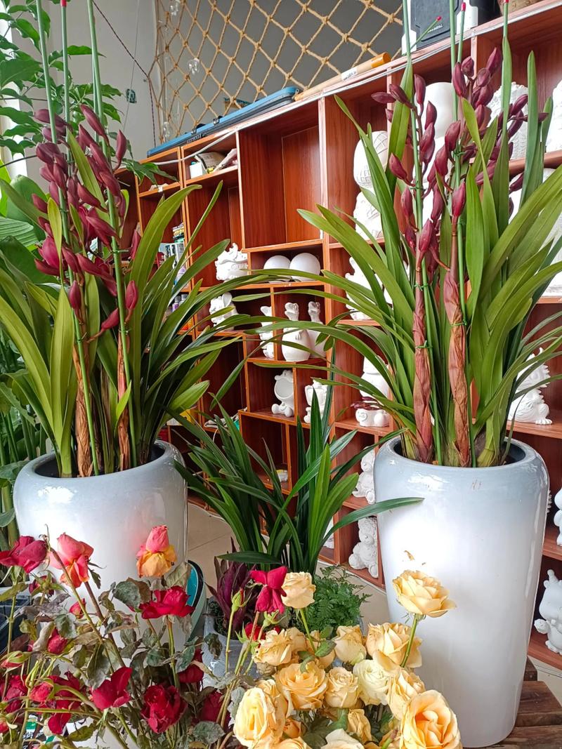 室内兰花品种怎么选？-图3