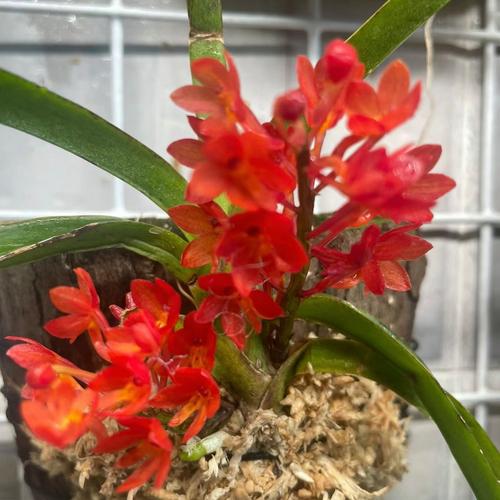 附生兰花常见品种有哪些？-图3