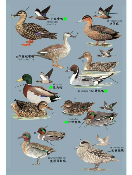 鸭子品种有哪些?看图识鸭全在这?-图1 鸭子品种有哪些?看图识鸭全在这?-图1