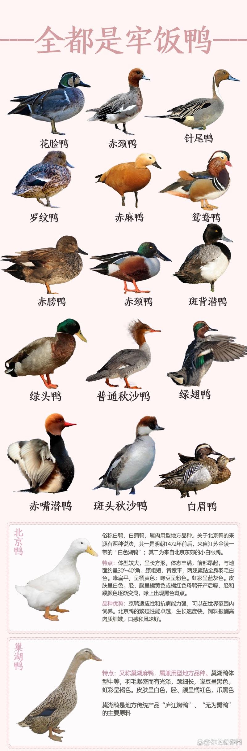 鸭子品种有哪些?看图识鸭全在这?-图3 鸭子品种有哪些?看图识鸭全在这?-图3