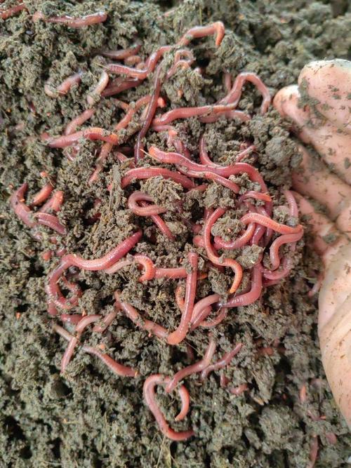 北方适合养什么蚯蚓?-图1 北方适合养什么蚯蚓?-图1