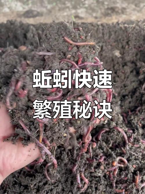 北方适合养什么蚯蚓?-图3 北方适合养什么蚯蚓?-图3