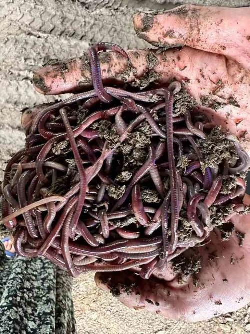 北方适合养什么蚯蚓?-图2 北方适合养什么蚯蚓?-图2