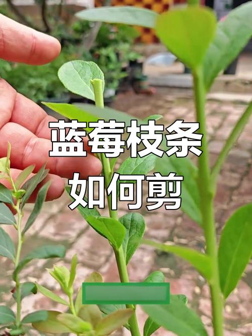 夏季蓝莓小苗怎么修剪才正确？-图1