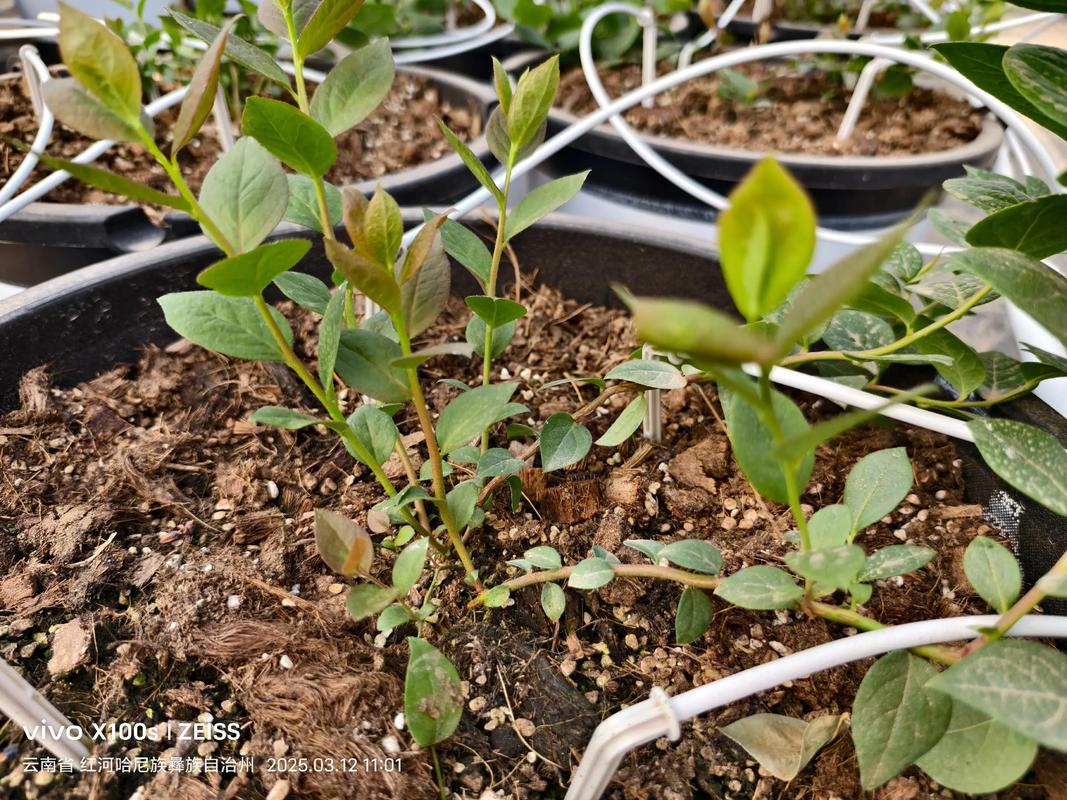 夏季蓝莓小苗怎么修剪才正确？-图2