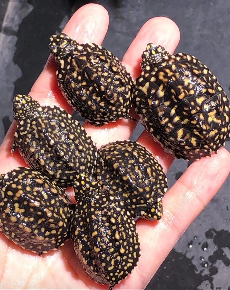 广东斑点池龟苗价格多少？-图1