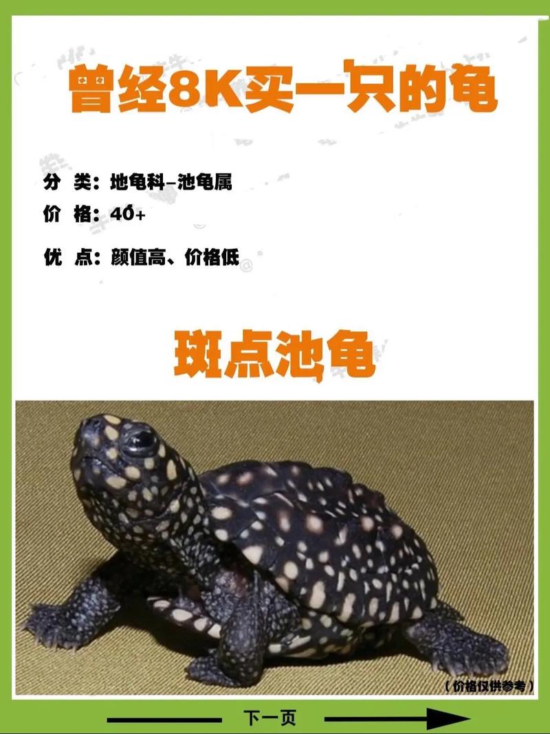 广东斑点池龟苗价格多少？-图3