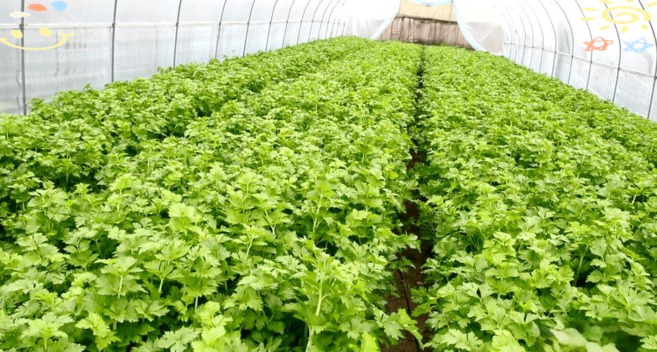大棚芹菜怎么种才高产?-图1 大棚芹菜怎么种才高产?-图1