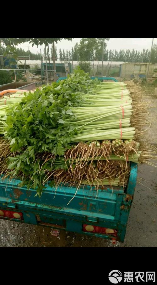 大棚芹菜怎么种才高产？-图2