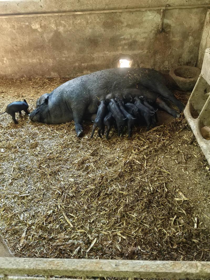 2025年哪些猪品种养殖效益最佳？-图3