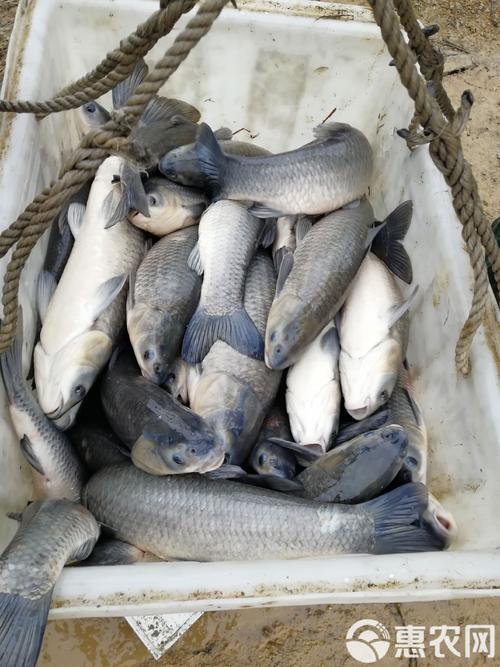 青鱼室内养殖技术可行吗?-图1 青鱼室内养殖技术可行吗?-图1