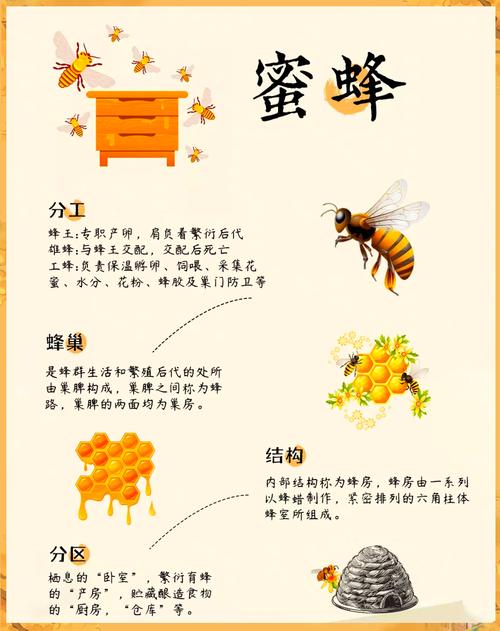 中国高产蜜蜂品种介绍-图3