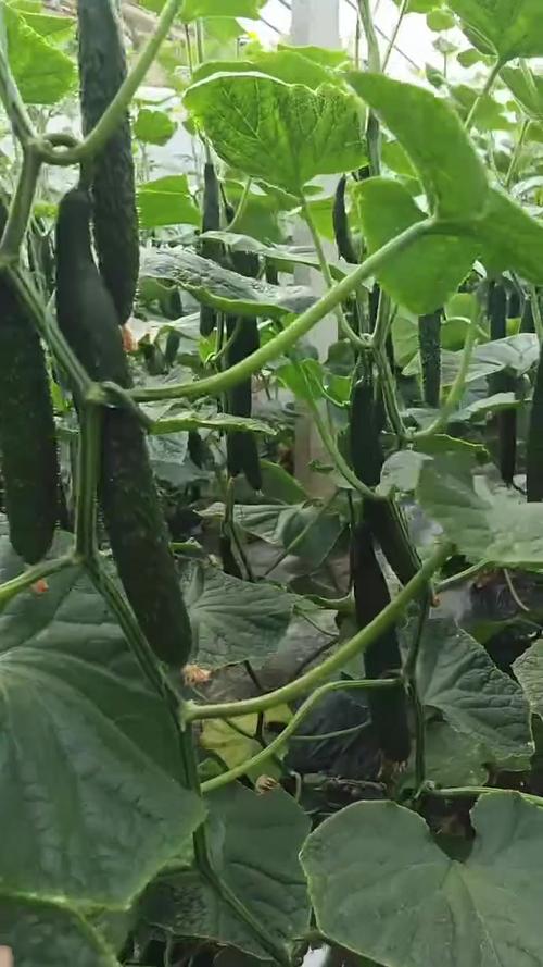 黄瓜种植管理技术视频有哪些要点？-图3