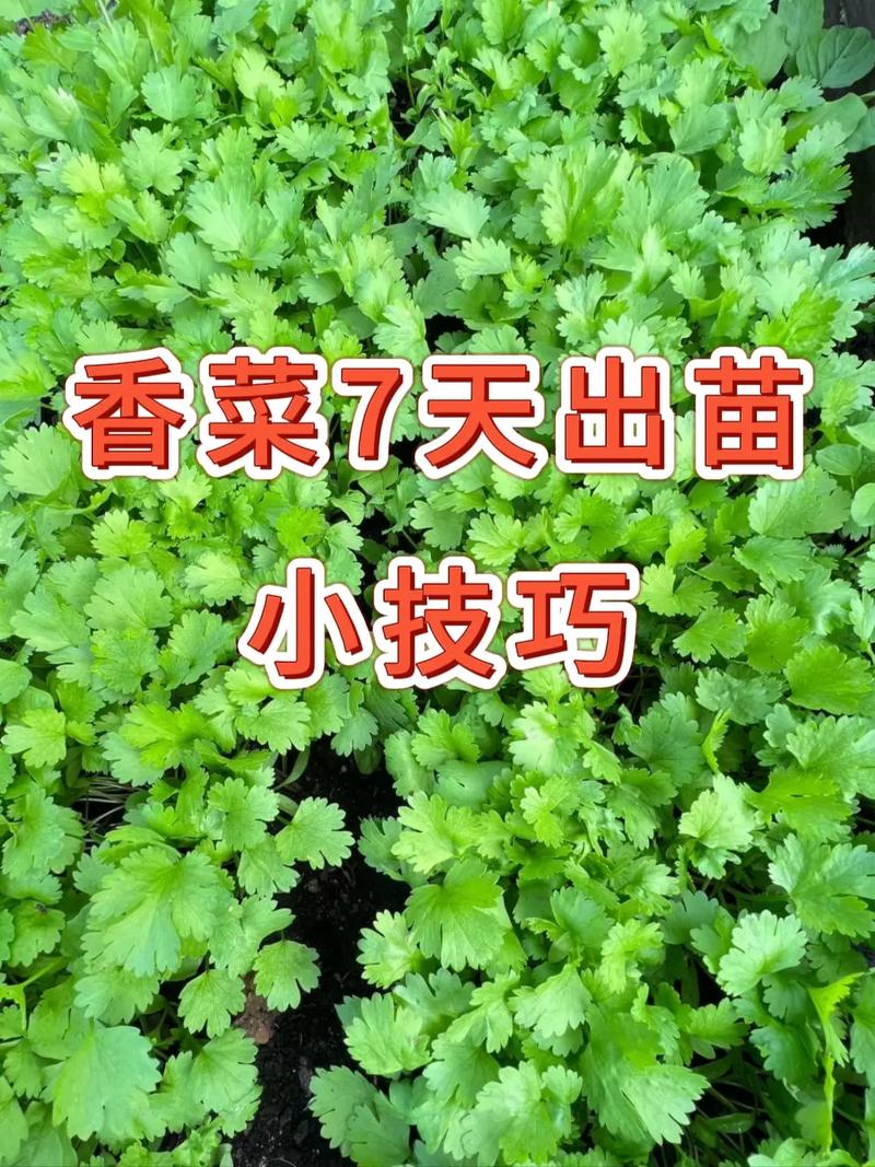 夏季香菜怎么种才高产？-图1
