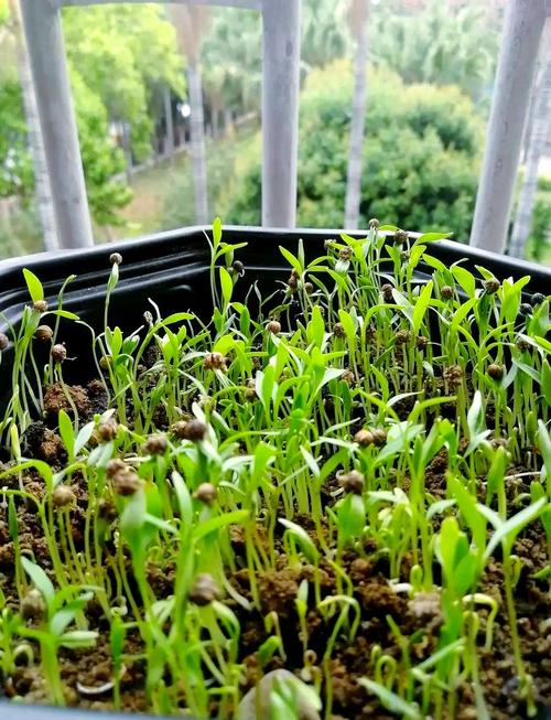 夏季香菜怎么种才高产？-图2