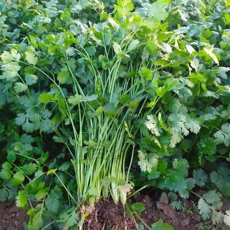 夏季香菜怎么种才高产？-图3