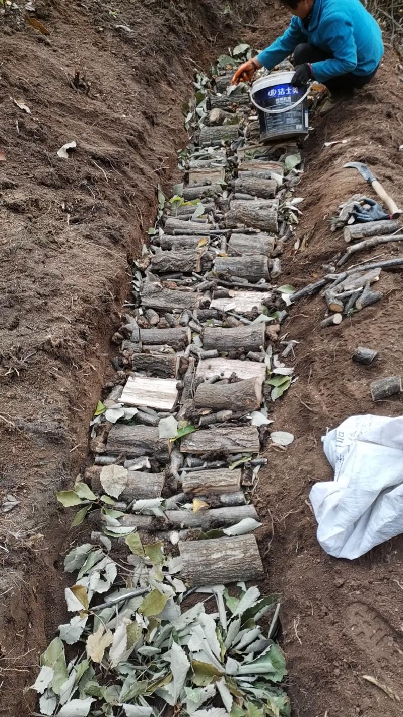 猪苓室外种植技术视频有哪些关键步骤？-图1