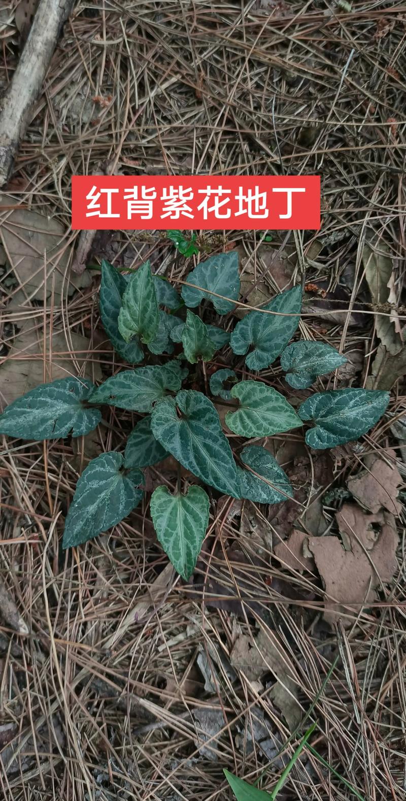 野地药材都有什么品种-图1