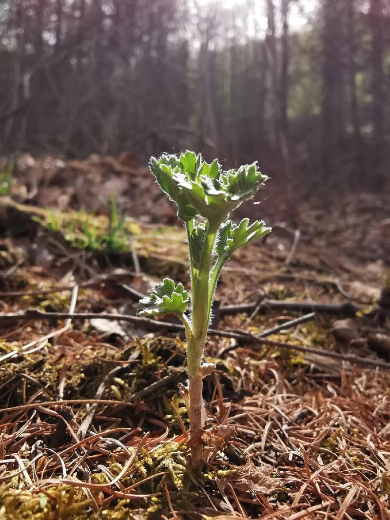 野地药材都有什么品种-图2