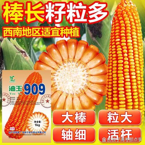 909玉米品种有哪些特点？-图3