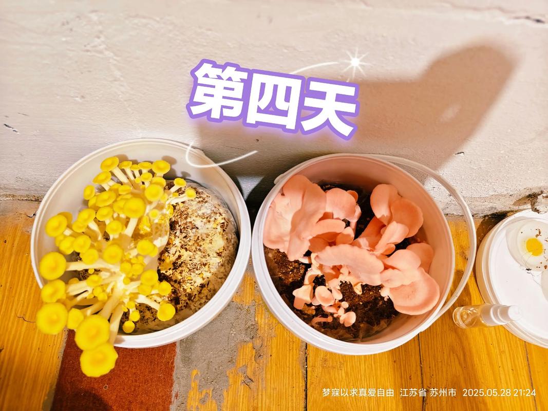 蘑菇最新培育技术视频有何突破？-图3