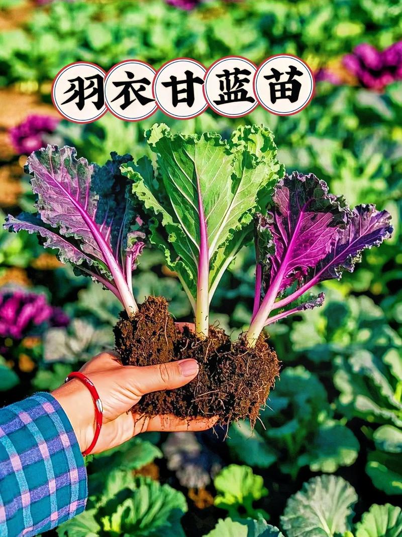 甘蓝栽培技术要点有哪些？-图3