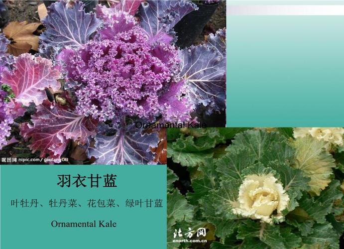 甘蓝栽培技术要点有哪些？-图2