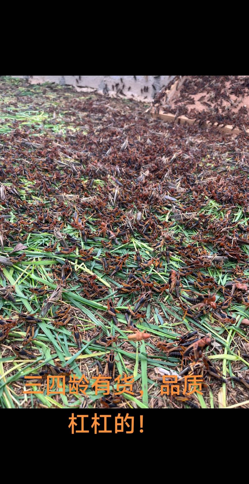 贵州蚂蚱养殖技术视频怎么学?-图1 贵州蚂蚱养殖技术视频怎么学?-图1