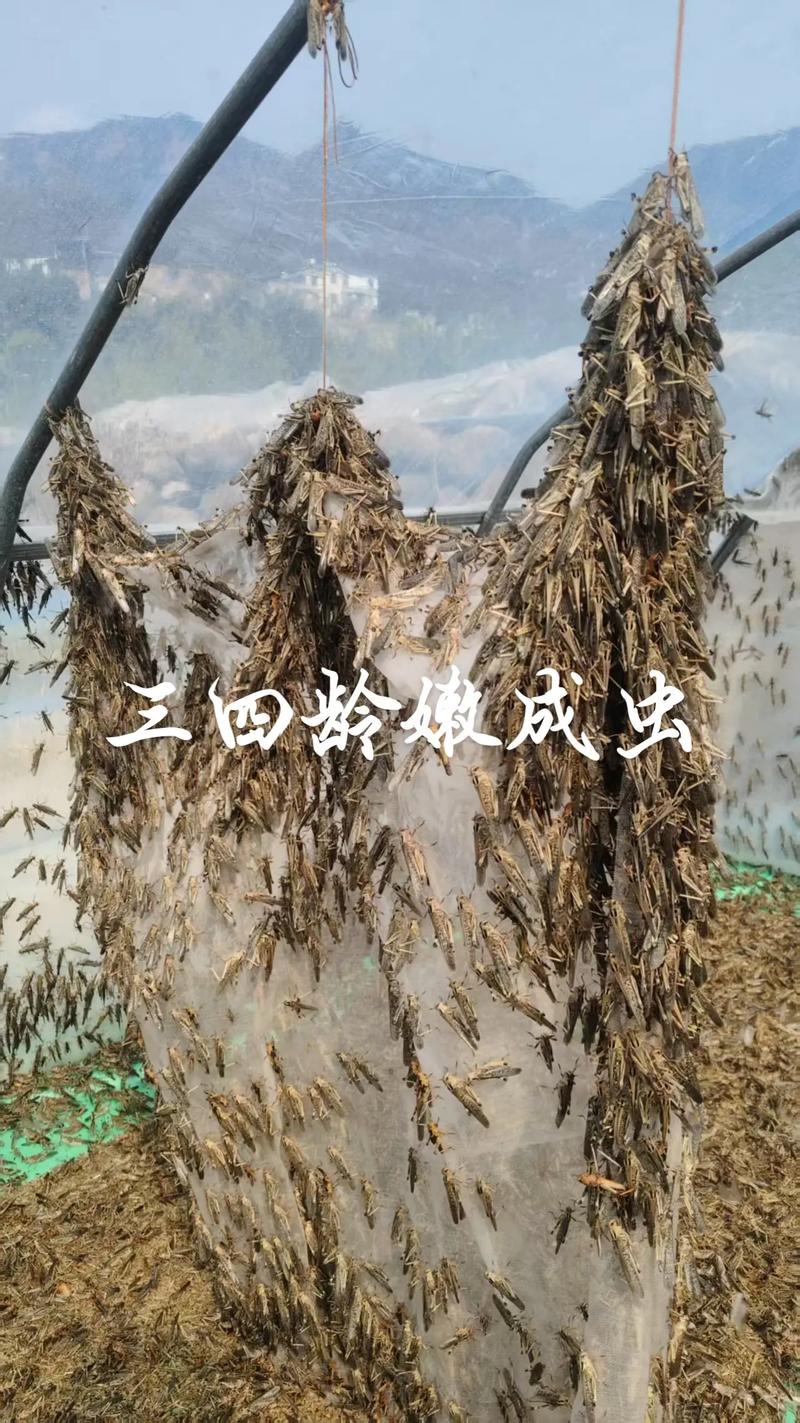 贵州蚂蚱养殖技术视频怎么学?-图2 贵州蚂蚱养殖技术视频怎么学?-图2