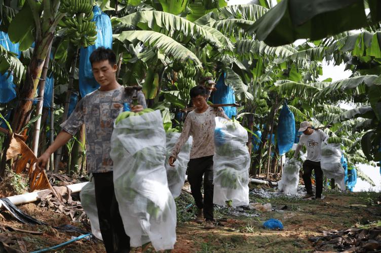 广西农村香蕉种植技术有哪些要点?-图2 广西农村香蕉种植技术有哪些要点?-图2