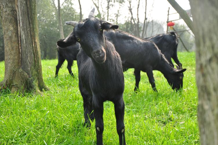 湖南最大山羊品种是哪个？-图1