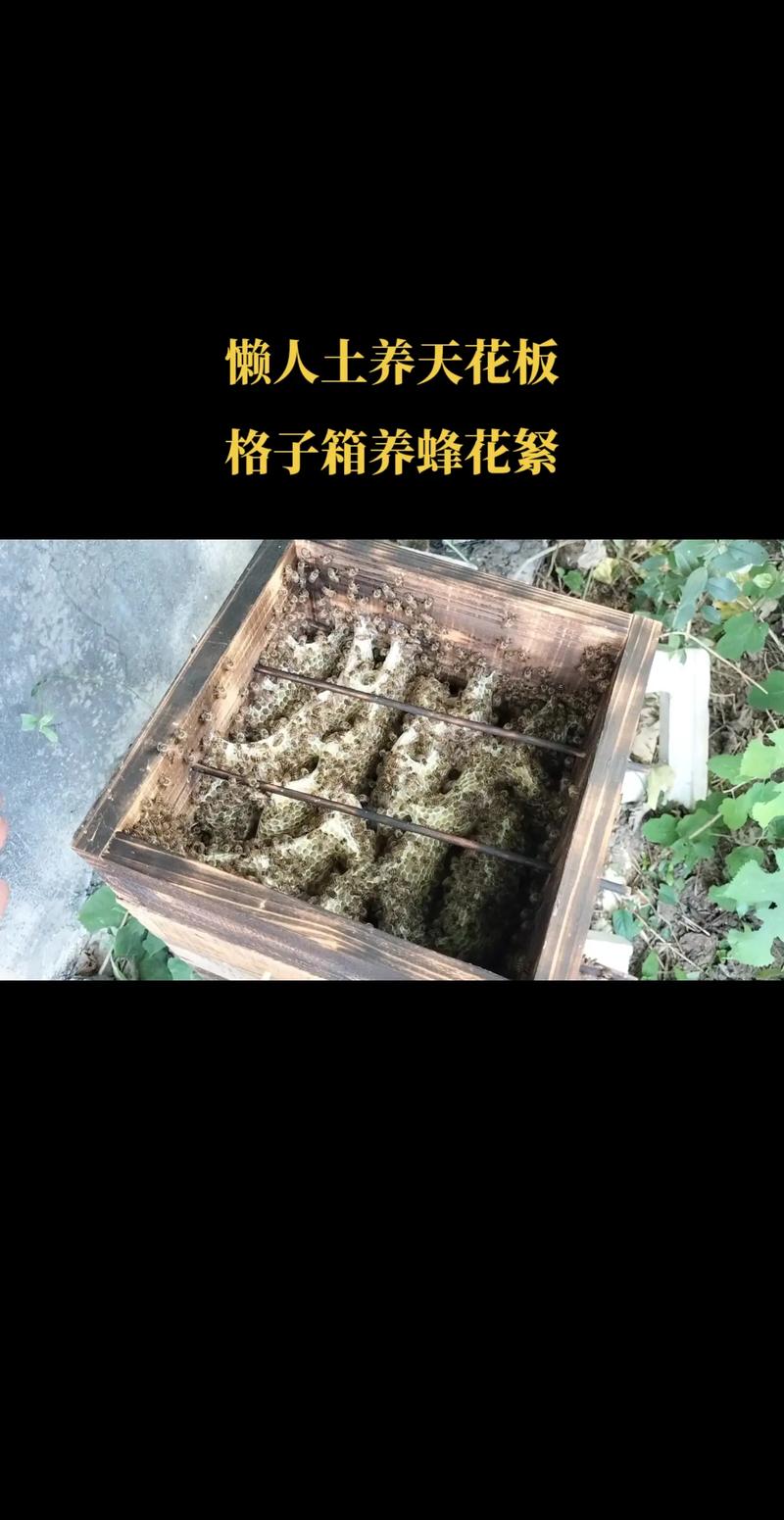 中锋蜜蜂养殖技术视频怎么学?-图2 中锋蜜蜂养殖技术视频怎么学?-图2