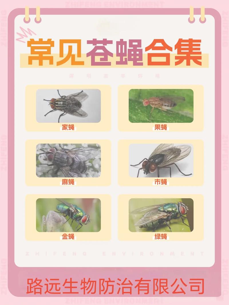 蝇蛆养殖技术最新总结有哪些要点?-图2 蝇蛆养殖技术最新总结有哪些要点?-图2