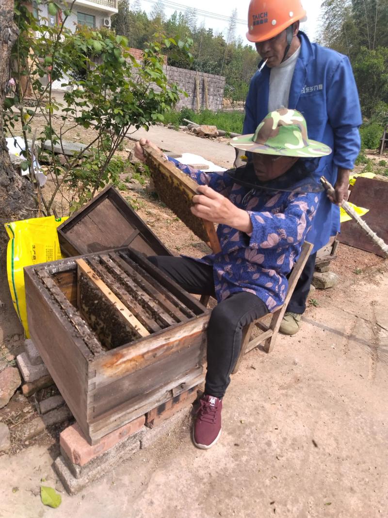 蜜蜂土蜂养殖技术视频哪里看？-图1