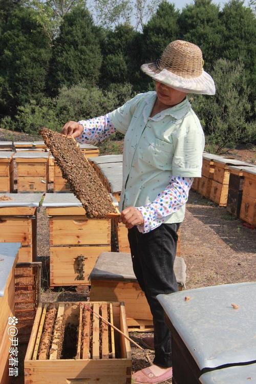 蜜蜂土蜂养殖技术视频哪里看？-图3