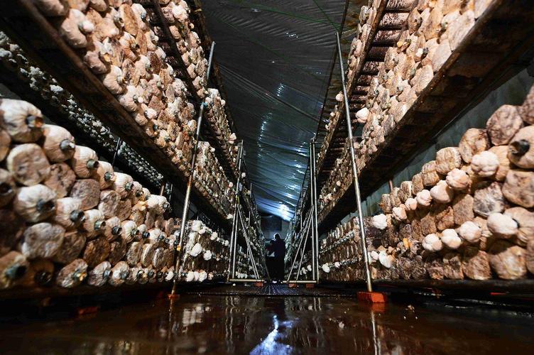 山洞种植蘑菇技术视频,难点在哪?-图1 山洞种植蘑菇技术视频,难点在哪?-图1