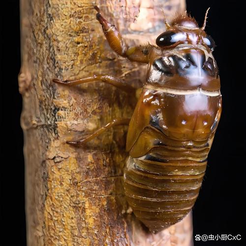 山东金蝉养殖技术哪里能学?-图2 山东金蝉养殖技术哪里能学?-图2