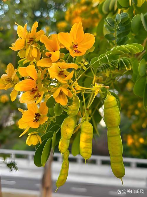 槐树常见品种有哪些？-图3